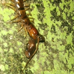 Lithobius variegatus rubriceps