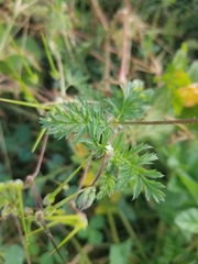 Erodium cicutarium