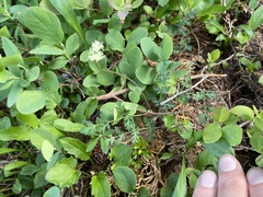 Lomatium martindalei