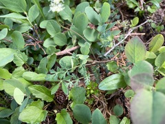 Lomatium martindalei