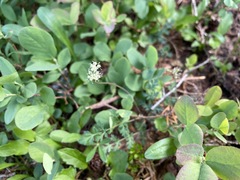 Lomatium martindalei