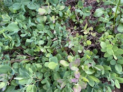 Lomatium martindalei