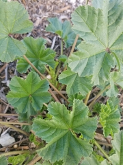 Malva parviflora