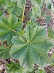 Malva parviflora