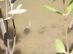 Marilyna pleurosticta