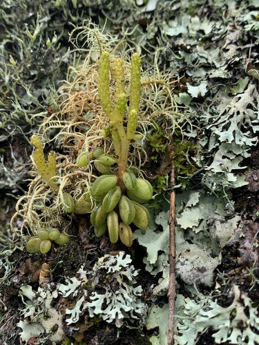 Peperomia nivalis, photograph 3
