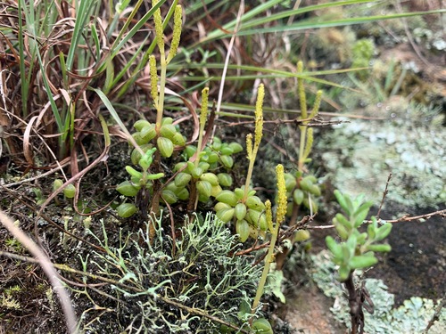 Peperomia nivalis, photograph 4