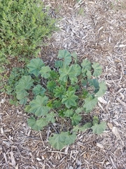 Malva parviflora