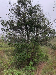 Pouteria lucuma