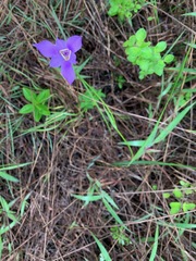 Ennealophus foliosus