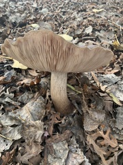 Pluteus exilis