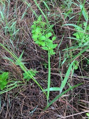 Ennealophus foliosus