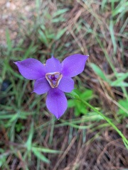 Ennealophus foliosus