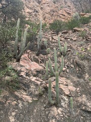 Espostoa mirabilis