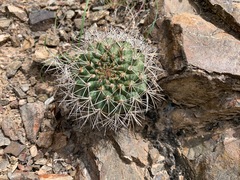 Matucana formosa