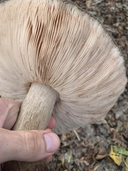 Pluteus exilis