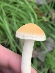 Leratiomyces percevalii