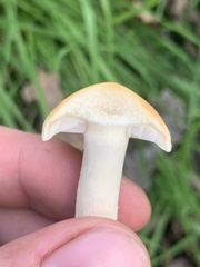 Leratiomyces percevalii