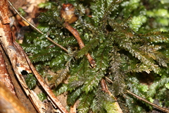 Cyathophorum bulbosum