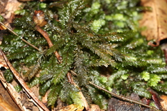 Cyathophorum bulbosum