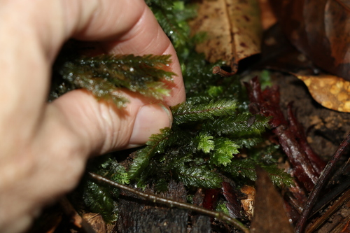 Image of Mesochaete undulata by (c) Greg Tasney, some rights reserved (CC BY-SA)