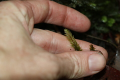 Cyathophorum bulbosum