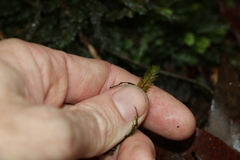 Cyathophorum bulbosum