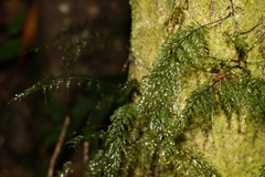 Abrodictyum caudatum