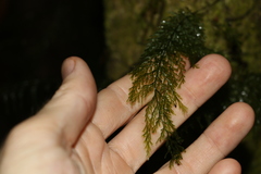 Abrodictyum caudatum