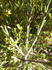 Diosma aspalathoides