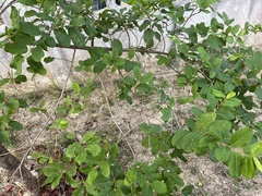 Phyllanthus acidus