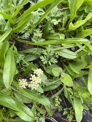 Lomatium martindalei
