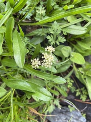Lomatium martindalei