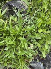 Lomatium martindalei