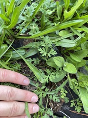 Lomatium martindalei