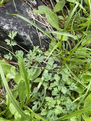 Lomatium martindalei