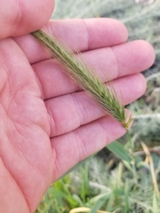 Hordeum murinum