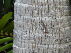 Cryptoblepharus virgatus