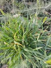 Hordeum murinum