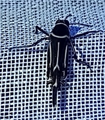 Ripipteryx rivularia