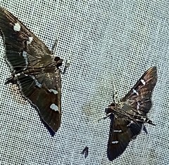 Desmia ploralis
