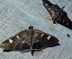Desmia ploralis