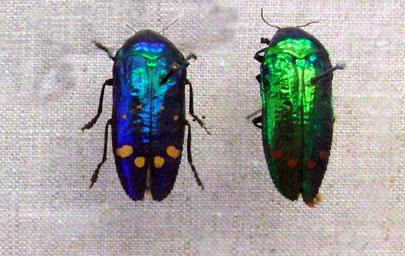 Conognatha pretiosissima