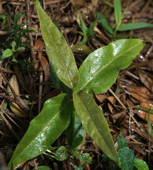 Vincetoxicum hirsutum