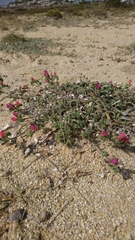 Echium angustifolium