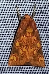 Melese flavimaculata