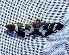 Desmia bajulalis