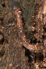 Eisenia