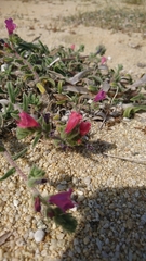 Echium angustifolium