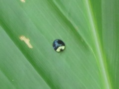 Imatidium thoracicum